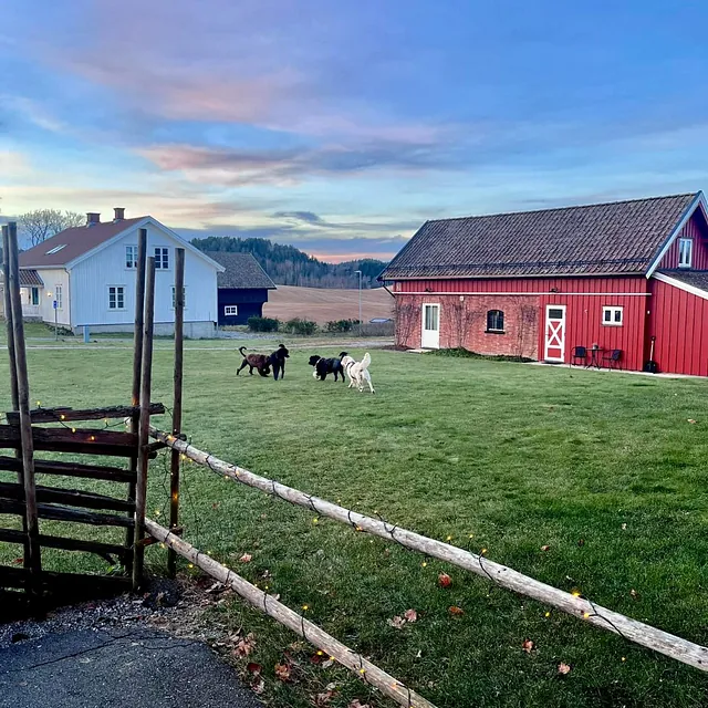 Gårdstun med røde og hvite bygninger, hunder leker på gresset i solnedgang