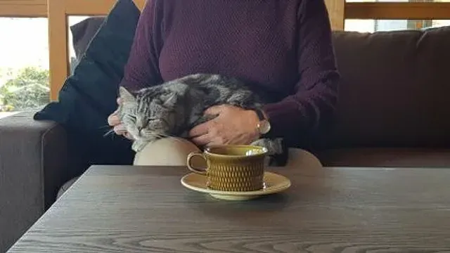 Person med lilla genser sitter med en sovende gråstripet katt på fanget og en kopp på bordet