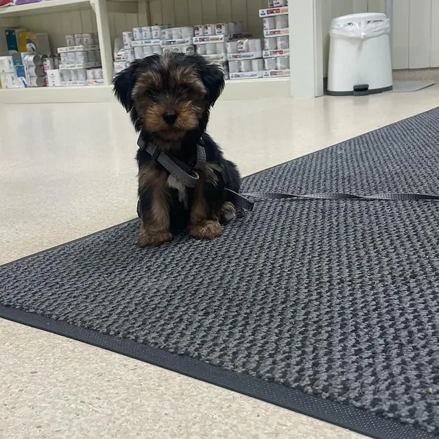 Liten valp sitter alene på gulvet foran hyller med hundefôr