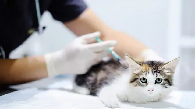 Kattunge får vaksine av veterinær med hansker på en klinikkbenk