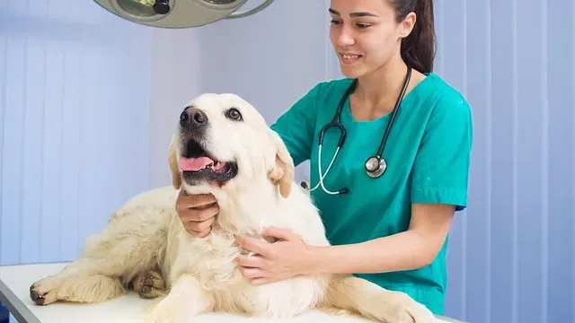 Veterinær med stetoskop undersøker en stor, hvit hund på behandlingsrom