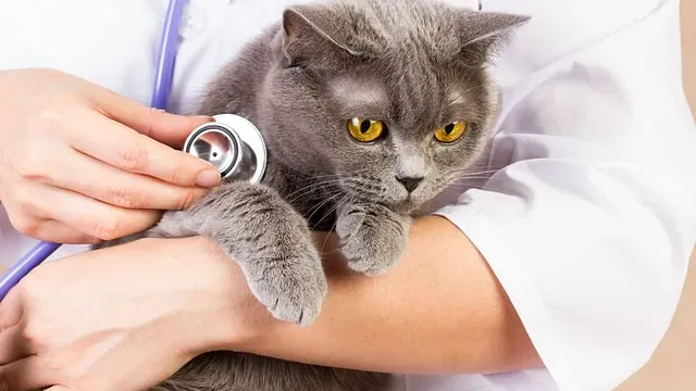 Veterinær lytter på en grå katt med gule øyne ved hjelp av stetoskop