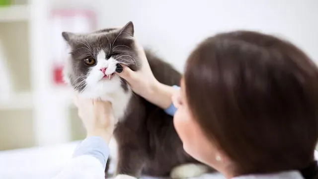 Veterinær sjekker munnen på en svart og hvit katt i lyst klinikkmiljø