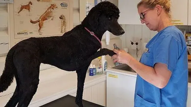Veterinær i blå uniform klipper klørne til en svart puddel på undersøkelsesbord