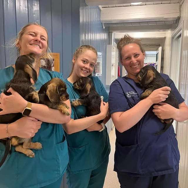 Ansatte med et kull med valper