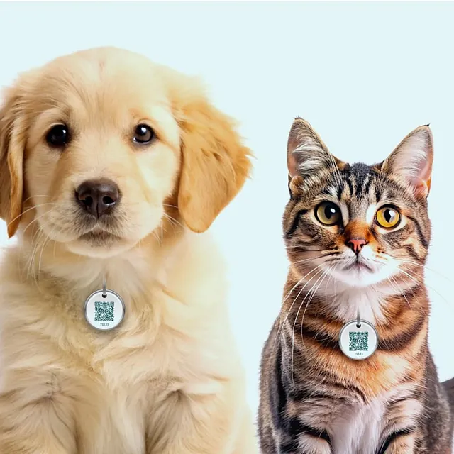 Valp og katt med ID-brikker rundt halsen poserer foran hvit bakgrunn