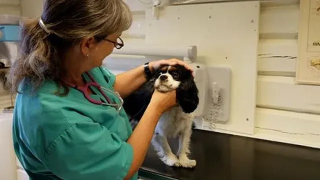 Veterinær undersøker hodet til en liten svart og hvit hund på klinikk.