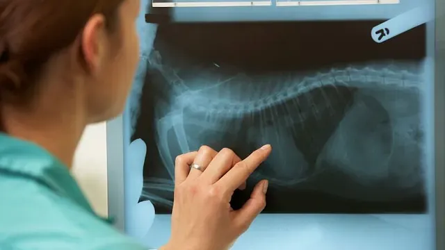 Veterinær peker på røntgenbilde av et dyr, trolig en hund, på en lysboks