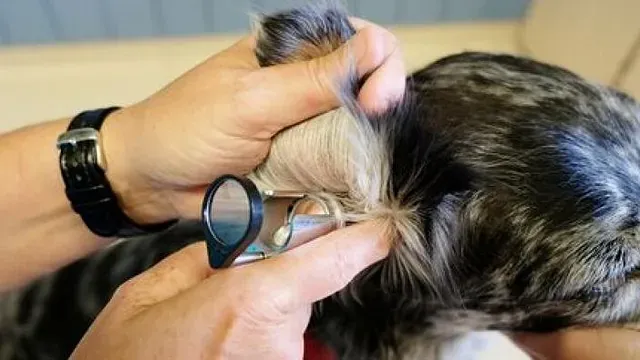 Veterinær undersøker innsiden av en hunds øre med otoskop.