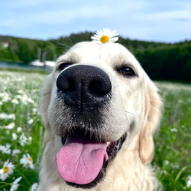 Golden retriever med tunge ut og prestekrage på hodet ute på en blomstereng