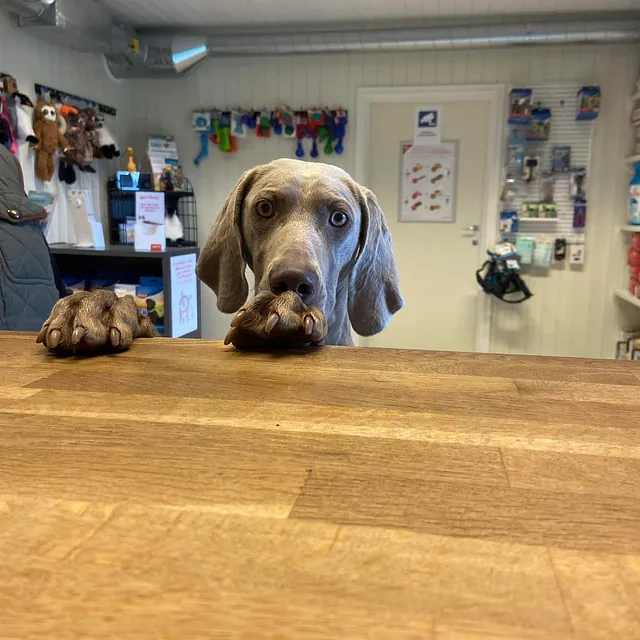 Grå hund kikker opp over en trebenk inne på klinikken